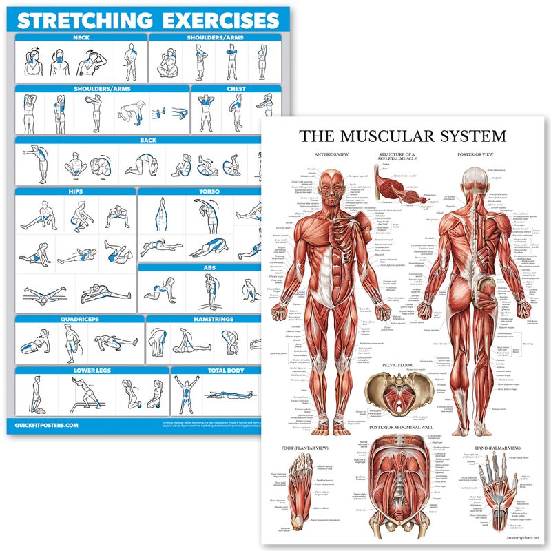 Palace Learning Stretching Exercises and Muscular System Anatomy Poster Set - LAMINATED 2 Chart Set - Stretching Workout Routine & Anatomical Muscle Diagram (18" x 27") - Image 1